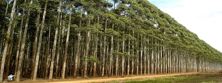 Kitchen Shop - Responsabilidade Ambiental